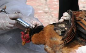 شناسایی ۱۳ کانون آنفولانزای فوق حاد پرندگان در سال گذشته