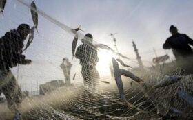افزایش ۳۸ درصدی صید ماهی استخوانی در گیلان