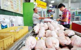 تولید ۷۴ هزار تن گوشت مرغ در گیلان